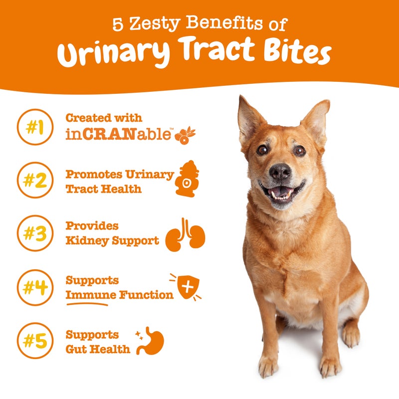 Urinary Tract Bites