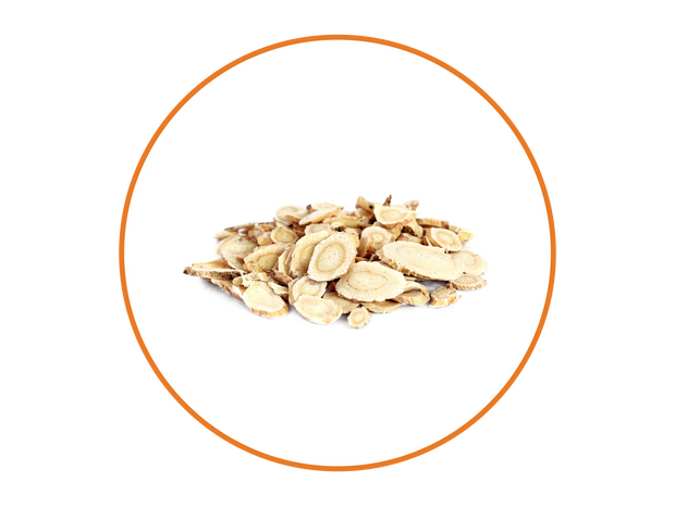 Astragalus Roots
