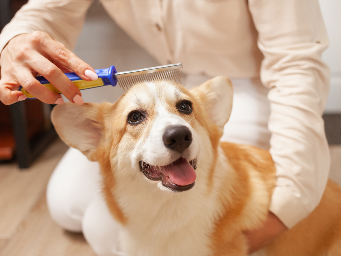 How to Care for Your Dog's Skin and Coat: A Comprehensive Guide