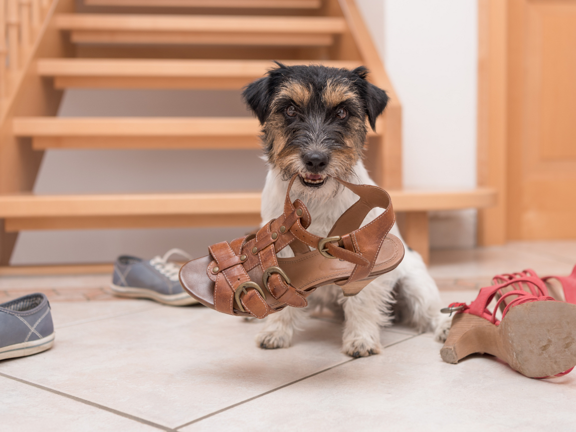 Tips for calming a stressed dog