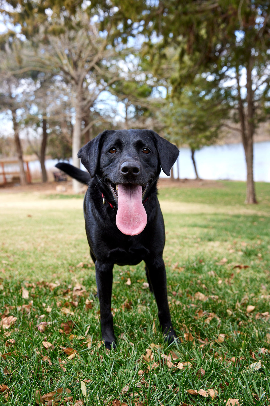How to Calm a Panting Dog: Causes and Help with the Excessive Panting