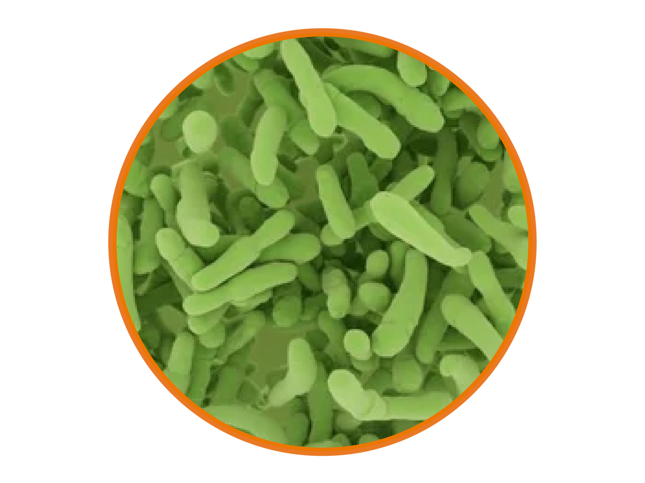 Bacillus Subtilis Probiotics