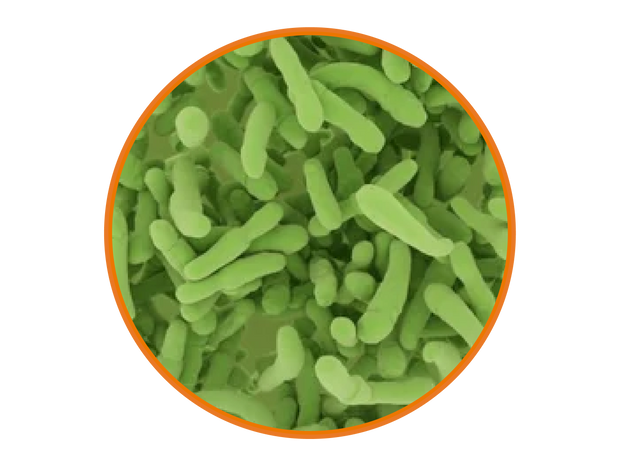 Bacillus Subtilis Probiotics